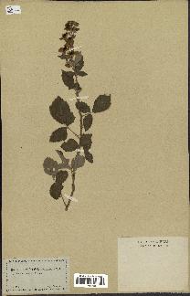 spécimen de Rubus tomentosus