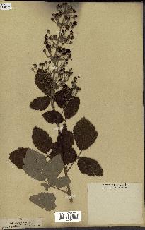 spécimen de Rubus tomentosus