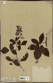 spécimen de Rubus tomentosus