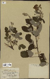 spécimen de Rubus tomentosus