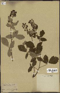 spécimen de Rubus tomentosus