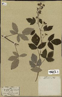 spécimen de Rubus tomentosus