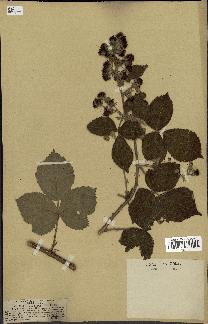 spécimen de Rubus tomentosus