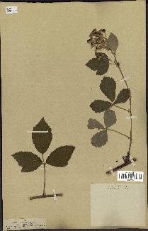 spécimen de Rubus tomentosus