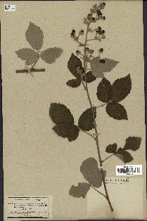 spécimen de Rubus tomentosus