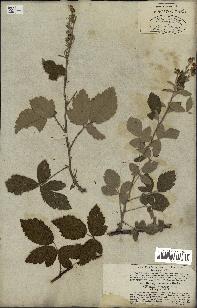 spécimen de Rubus tomentosus