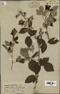 spécimen de Rubus tomentosus