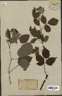 spécimen de Rubus tomentosus