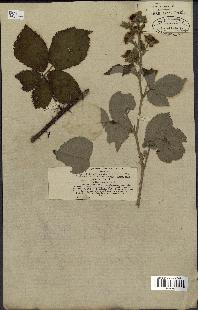 spécimen de Rubus tomentosus