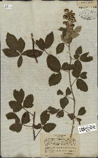 spécimen de Rubus tomentosus