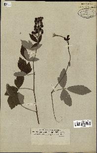 spécimen de Rubus tomentosus
