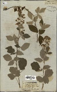 spécimen de Rubus tomentosus