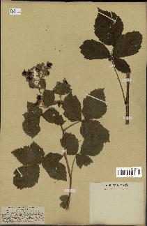 spécimen de Rubus tomentosus
