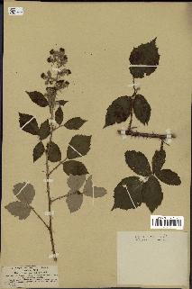 spécimen de Rubus tomentosus