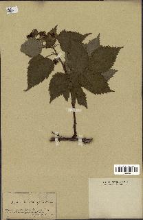 spécimen de Rubus tomentosus