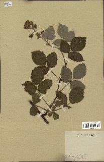 spécimen de Rubus tomentosus