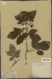 spécimen de Rubus tomentosus