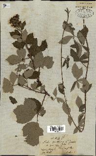 spécimen de Rubus ulmifolius