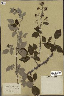 spécimen de Rubus ulmifolius