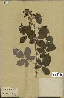 spécimen de Rubus ulmifolius