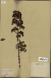 spécimen de Rubus ulmifolius