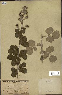 spécimen de Rubus ulmifolius