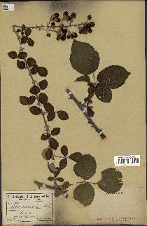 spécimen de Rubus ulmifolius