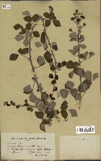 spécimen de Rubus ulmifolius