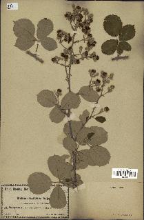 spécimen de Rubus ulmifolius