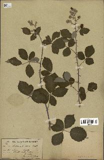 spécimen de Rubus ulmifolius
