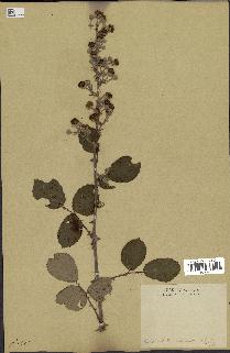 spécimen de Rubus ulmifolius