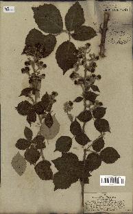 spécimen de Rubus ulmifolius