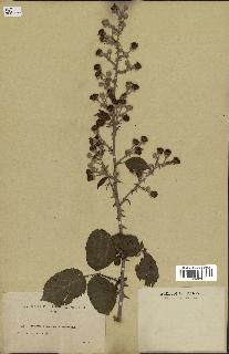 spécimen de Rubus ulmifolius