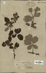 spécimen de Rubus ulmifolius