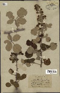 spécimen de Rubus ulmifolius