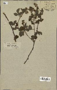 spécimen de Rubus uncinatus