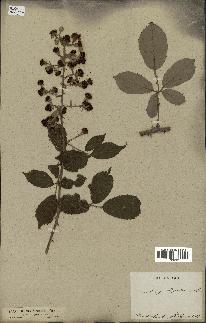 spécimen de Rubus ulmifolius