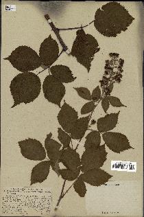 spécimen de Rubus ulmifolius