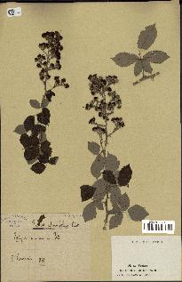 spécimen de Rubus ulmifolius