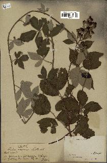 spécimen de Rubus ulmifolius