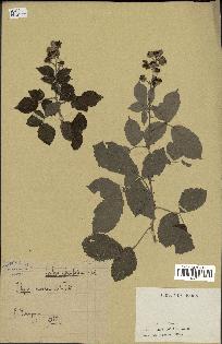 spécimen de Rubus ulmifolius