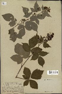 spécimen de Rubus ulmifolius