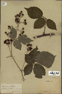 spécimen de Rubus ulmifolius