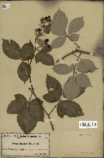 spécimen de Rubus ulmifolius