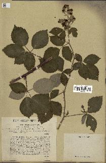 spécimen de Rubus ulmifolius