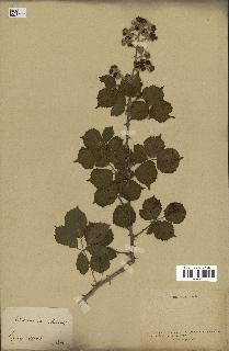 spécimen de Rubus ulmifolius