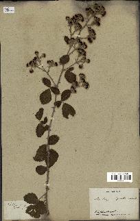 spécimen de Rubus ulmifolius