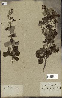 spécimen de Rubus ulmifolius