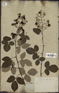 spécimen de Rubus ulmifolius