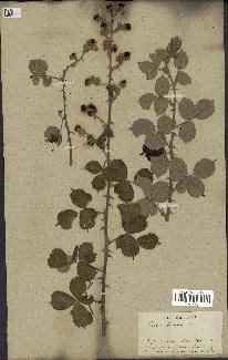 spécimen de Rubus ulmifolius